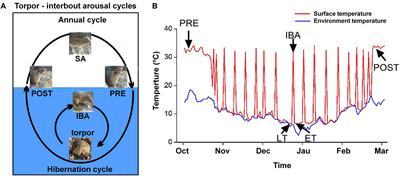 A Temporal Examination of Cytoplasmic Ca2 + Levels, Sarcoplasmic Reticulum Ca2 + Levels, and Ca2 + -Handling-Related Proteins in Different Skeletal Muscles of Hibernating Daurian Ground Squirrels